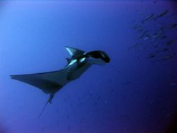 Giant Manta at Sha'ab Rumi outside Port Sudan. The diving... by Stein A. Mollerhaug 
